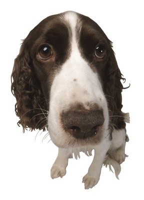 Hemera Technologies/PhotoObjects.net/Getty Images Find a puppy play group for your dog.
