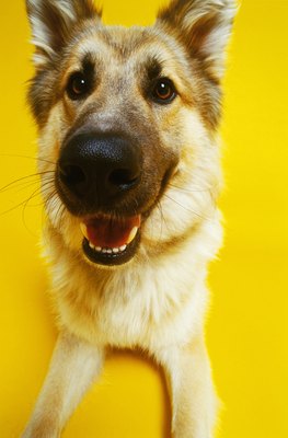 George Doyle/Stockbyte/Getty Images Inordinate salivation sometimes indicates canine dental problems.