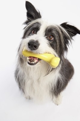 BananaStock/BananaStock/Getty Images Appropriate chewing items can keep your dog from biting wires.