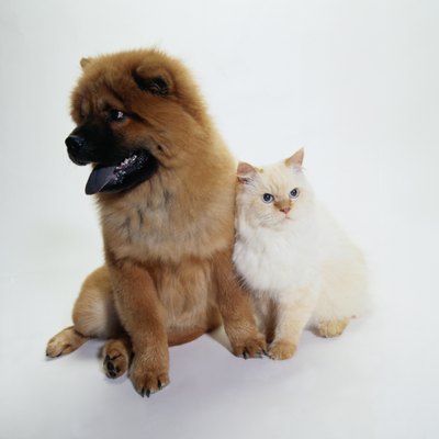 Duncan Smith/Photodisc/Getty Images Choose grooming products based on your pet's specific need, then follow the directions for use.