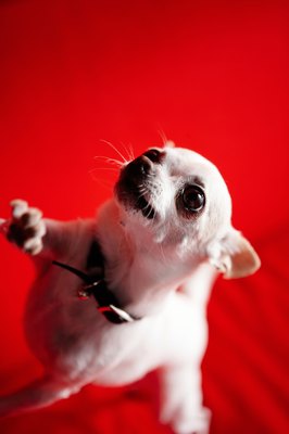 Jupiterimages/Photos.com/Getty Images Chihuahuas are often paper trained so they don't need to go outside.