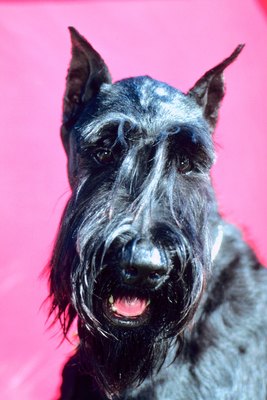 Jupiterimages/Photos.com/Getty Images Standard, mini or giant -- schnauzers are a great family dog.