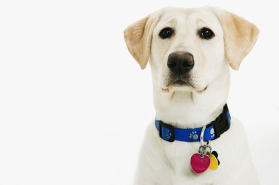 Brand X Pictures/Brand X Pictures/Getty Images Dudley labs lack the pigment in the eyelids common to yellow retrievers.