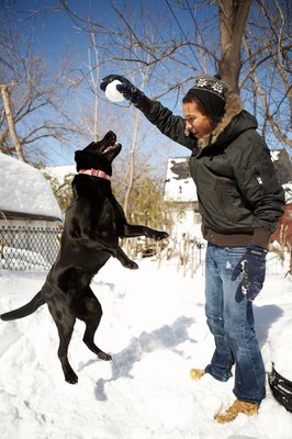 Jupiterimages/Photos.com/Getty Images Getting your dog to jump is an adult game, not for still-growing puppies.