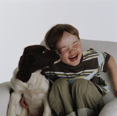 Dana Neely/Photodisc/Getty Images A springer spaniel is affectionate and makes a good family pet.
