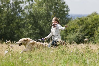 Jupiterimages/Polka Dot/Getty Images Ticks often grab onto your dog in fields with tall grass.