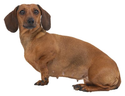 Hemera Technologies/PhotoObjects.net/Getty Images Take your pet to the vet on a routine basis.