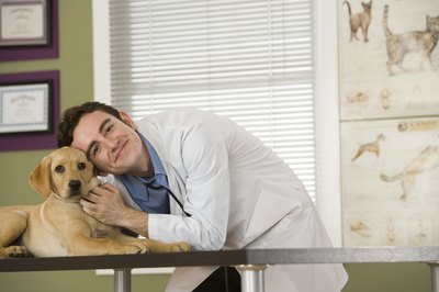 Comstock Images/Stockbyte/Getty Images A vet can determine if a dog's fever is caused by an underlying health condition.