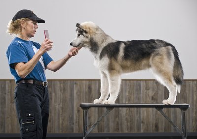Apple Tree House/Photodisc/Getty Images Brush your dog frequently to keep him comfortable.
