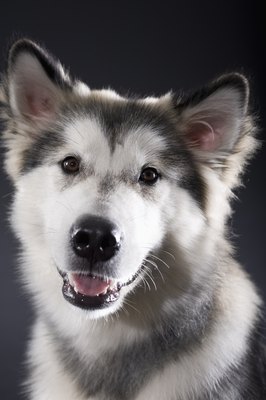 Apple Tree House/Photodisc/Getty Images He's a malamute.
