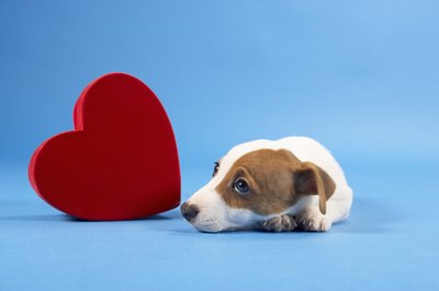 BananaStock/BananaStock/Getty Images Puppies of all breeds, sizes and ages can suffer from puppy separation anxiety.