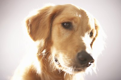 Chris Amaral/Digital Vision/Getty Images In the best case scenario, too much of a vitamin comes out when your pup pees; in the worst case, it can make him ill.