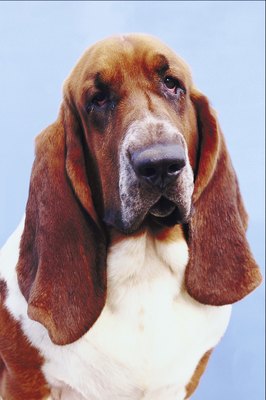 NA/AbleStock.com/Getty Images With regular checkups and vigilant home care, the Basset hound can live for 10 to 12 years.