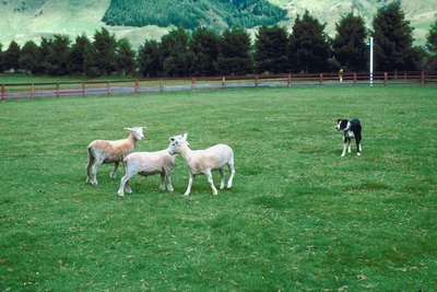 Jupiterimages/Photos.com/Getty Images Sheepdogs specialize in controlling groups of livestock.