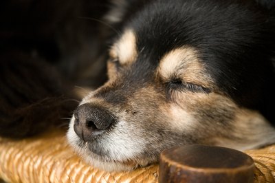 Jupiterimages/Photos.com/Getty Images Lethargy is the first symptom to show up.