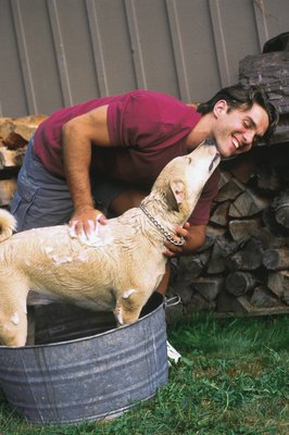Comstock/Comstock/Getty Images Deshedding shampoos support canine coat health.
