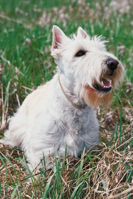 Jupiterimages/Photos.com/Getty Images Little dogs can carry a big bark.