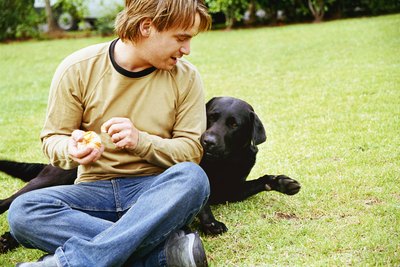Creatas/Creatas/Getty Images Regardless of color, Labs make loving companions.