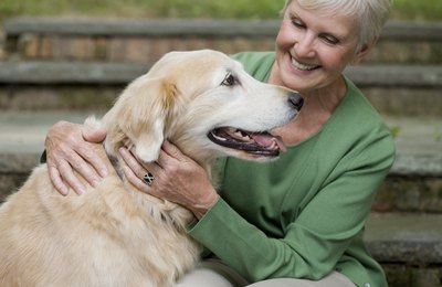 Image Source/Photodisc/Getty Images Labrador retrievers are among the breeds susceptible to Hunter syndrome.