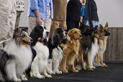 Apple Tree House/Digital Vision/Getty Images Any canine species can develop a neurofibroma.
