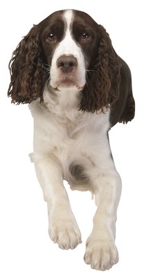 Hemera Technologies/PhotoObjects.net/Getty Images Good breeding is essential to good health.