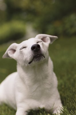 Comstock Images/Stockbyte/Getty Images Problems breathing sometimes point to heart disease in dogs.