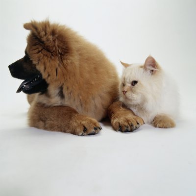 Duncan Smith/Photodisc/Getty Images Spaying and neutering does more than prevent unwanted litters -- it can increase your pet's life span.
