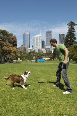 Kane Skennar/Digital Vision/Getty Images Turns out there's more to life than sniff and stroll.