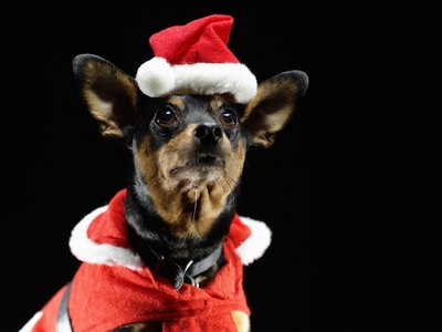 Ryan McVay/Photodisc/Getty Images Some dog clothing is both stylish and functional to prevent mating.