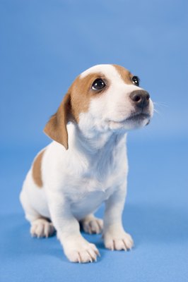 bland diet for puppies soft bland diet for puppies care the daily puppy bland diet for puppies soft bland diet for puppies care the daily puppy