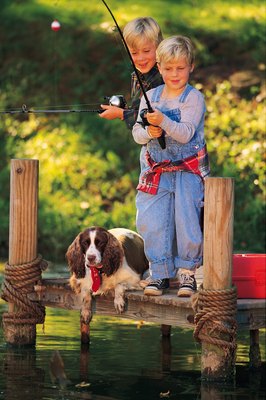 Comstock/Stockbyte/Getty Images The English springer spaniel makes a great companion in or out of the water.