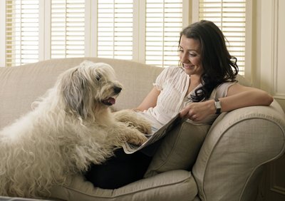 John Howard/Digital Vision/Getty Images Your dog may crave human company and lots of petting during a phantom pregnancy.