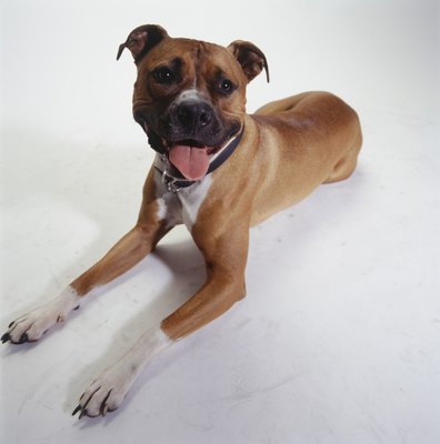 Duncan Smith/Photodisc/Getty Images The term pit bull describes American Staffordshire terriers, American pit bull terriers and some mixed breeds.