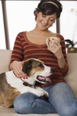 Jupiterimages/Comstock/Getty Images Best keep that coffee away from your dog.