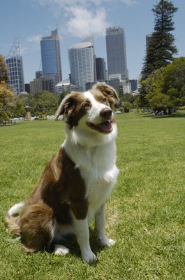Kane Skennar/Photodisc/Getty Images The first border collie was introduced to the United States more than 100 years ago.