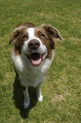 Kane Skennar/Photodisc/Getty Images Keeping Beau flea-free greatly minimizes his chance of hosting tapeworms.