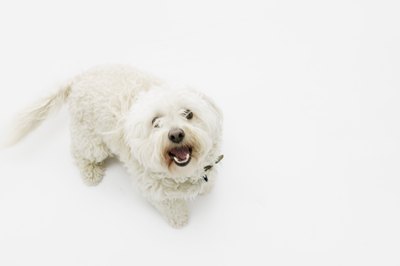 Brand X Pictures/Brand X Pictures/Getty Images The bordatella pathogen can live for several weeks on an untreated surface.
