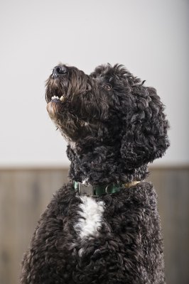 Apple Tree House/Lifesize/Getty Images Portuguese water dog puppies are at elevated risk of puppy heart disease.