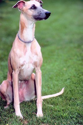 Jupiterimages/Photos.com/Getty Images Martingales were invented for sight hounds with small heads, such as this whippet.
