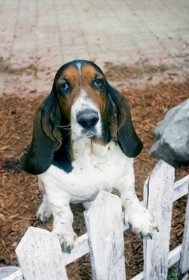 Jupiterimages/liquidlibrary/Getty Images The behavioral effects of neutering don't always show up instantly.