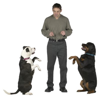 Hemera Technologies/PhotoObjects.net/Getty Images Most dogs can be trained fairly quickly with consistent instruction.