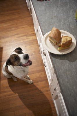 Chris Amaral/Digital Vision/Getty Images Dogs want what you eat but it's not always good for them.
