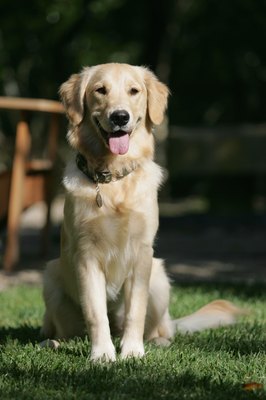 Jupiterimages/Stockbyte/Getty Images Pregnant dogs benefit from light exercise until late in pregnancy.
