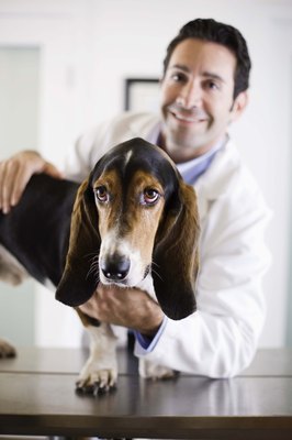 Jupiterimages/Stockbyte/Getty Images Ask your vet to set a vaccination schedule.