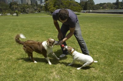 Kane Skennar/Photodisc/Getty Images Keeping your pooch away from unfamiliar dogs can help curb the spread of TVT.