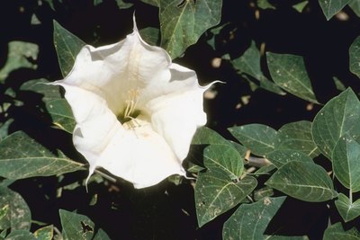 Jupiterimages/Photos.com/Getty Images The fragrant blooms on a moon vine are enticing, but should be kept away from pets.