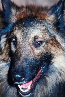 Jupiterimages/Photos.com/Getty Images Keeping the coat mat free helps your dog stay happy.