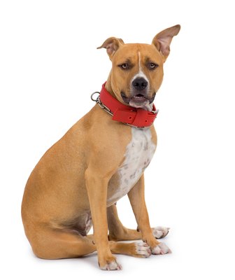 Jupiterimages/Photos.com/Getty Images The American Staffordshire terrier breed standard calls for "an impression of great strength."
