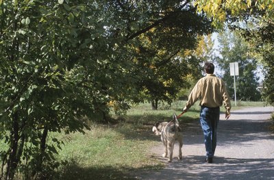 Hemera Technologies/AbleStock.com/Getty Images Since ticks are almost everywhere, protect your dog against these disease-spreading parasites.