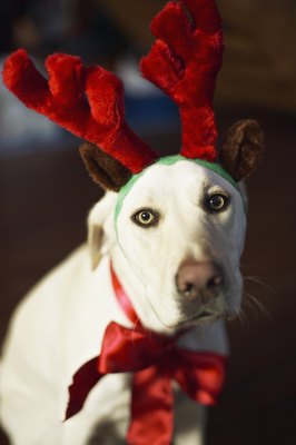Brand X Pictures/Brand X Pictures/Getty Images Get Fido ready for a visit from Santa.